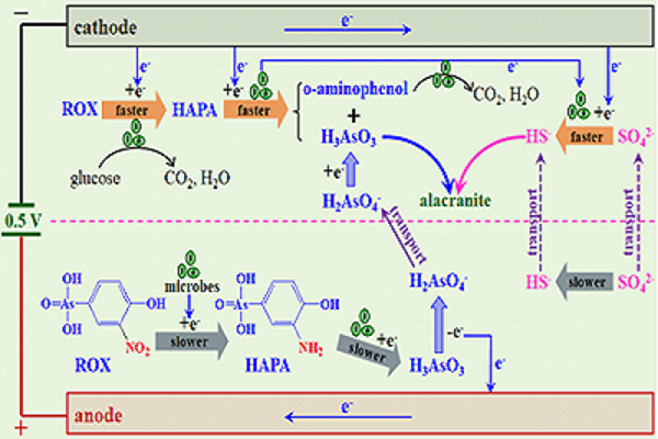 硫协同的微生物电化学体系强化有机砷降解并原位固定无机砷的机理